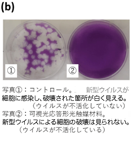 図Bウイルス感染評価結果の一例