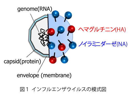 図1インフルエンザウィルスの模式図