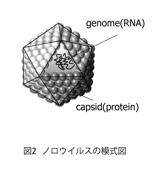 図2ノロウィルスの模式図