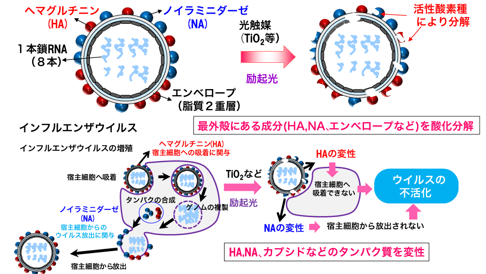 光触媒による抗ウィルスのメカニズム